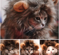 Cute Lion Mane Costume for Cat