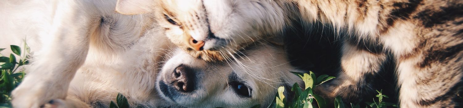 animal-cat-cute-46024 animal-cat-cute-46024